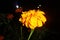 The appearance of a beautiful egg yolk flower in the dark night