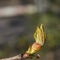 The appearance of the first young leaves from the chestnut kidney.