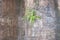 Appearance mountain fern stuck on cliff.Nature background