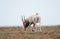 The appearance of a powerful male during the rut. Saiga tatarica is listed in the Red Book