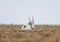 The appearance of a powerful male during the rut. Saiga tatarica is listed in the Red Book