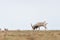 The appearance of a powerful male during the rut. Saiga tatarica is listed in the Red Book