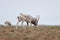 The appearance of a powerful male during the rut. Saiga tatarica is listed in the Red Book