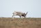 The appearance of a powerful male during the rut. Saiga tatarica is listed in the Red Book