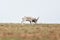 The appearance of a powerful male during the rut. Saiga tatarica is listed in the Red Book