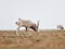 The appearance of a powerful male during the rut. Saiga tatarica is listed in the Red Book