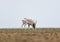 The appearance of a powerful male during the rut. Saiga tatarica is listed in the Red Book