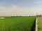 the appearance of a stretch of rice fields with lush green grass