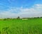 the appearance of a stretch of rice fields with lush green grass