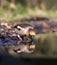 Appelvink, Hawfinch, Coccothraustes coccothraustes