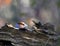 Appelvink, Hawfinch, Coccothraustes coccothraustes