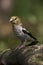 Appelvink, Hawfinch, Coccothraustes coccothraustes