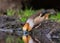 Appelvink, Hawfinch, Coccothraustus coccothraustus