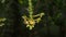 Appendicula sp. (Orchidaceae) from Mount Halimun Salak National Park, West Java, Indonesia