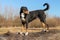 Appenzeller breed dog standing on a tree trunk and looking forward