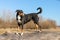 Appenzeller breed dog standing on a tree trunk and looking forward