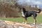 Appenzeller breed dog standing on a tree trunk and looking forward
