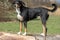 Appenzeller breed dog standing on a tree trunk and looking forward