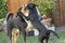 Appenzeller Mountain Dog and mixed Dog