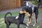 Appenzeller Mountain Dog and mixed Dog