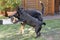 Appenzeller Mountain Dog and mixed Dog