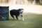 Appenzeller Mountain Dog running