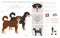 Appenzeller sennenhund all colours clipart. Different coat colors and poses set