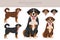 Appenzeller sennenhund all colours clipart. Different coat colors and poses set