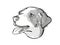 Appenzeller Sennenhunde Dog Breed Cartoon Retro Drawing