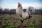 Appenzeller Spitzhauben Rooster Strutting on Farm Fence Background