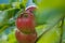 Appetising red apples growing on apple tree in organic orchard in Vaud, Switzerland during summer season