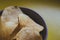 Appetizer chips on a plate close-up on a yellow background