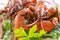 Appetizer protein. Boiled Crawfish close up and parsley leaves