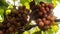 Appetizing bunches of grapes on the vine