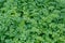 Appetizing fresh green parsley grows on the garden bed as a background or backdrop