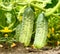 Appetizing green cucumbers in a kitchen garden
