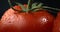 Appetizing tomato. Juicy Tomato with water drop.