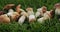 Appetizing wild mushrooms in green grass