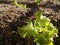 Appetizing young lettuce growing in the irrigated vegetable garden. Agrarian environment.