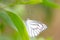 Appias olferna olferna Swinhoe, 1890 , Striped Albatross , A white butterfly with a gray pattern on a leaf against a blurry soft