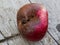 Apple affected by fungus and mold. Disease scab, a Lousy rotten Apple.