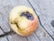 Apple affected by fungus and mold. Disease scab, a Lousy rotten Apple.