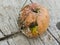 Apple affected by fungus and mold. Disease scab, a Lousy rotten Apple.