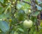 Apple on apple tree white yellow white pouring grows in drops of dew copy space