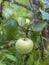 Apple on apple tree white yellow white pouring grows in drops of dew copy space