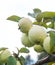 Apple on apple tree white yellow white pouring grows in drops of dew copy space