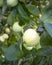 Apple on apple tree white yellow white pouring grows in drops of dew copy space