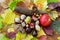 Apple, autumn leaves, horse chestnut, pine cones, rosehip and nu