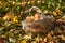 Apple basket apple garden in autumn