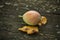 Apple And Birch Leaves On A Wooden Board